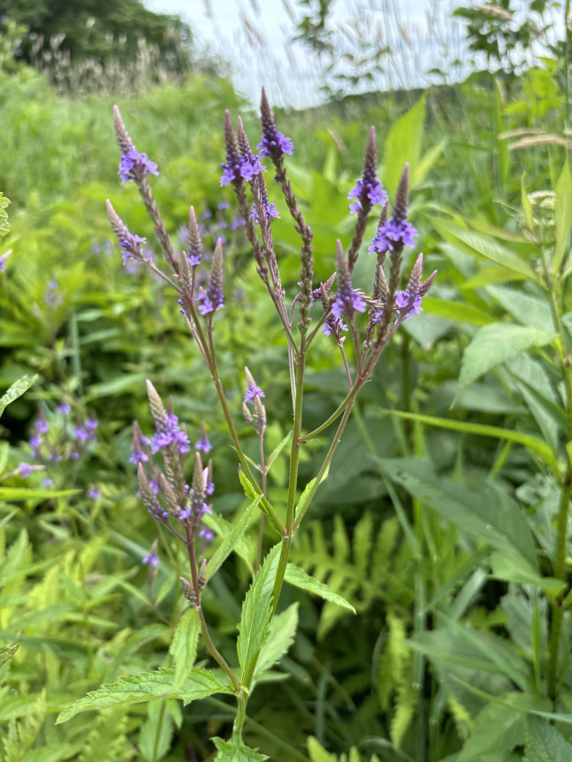 Verbena hastata_Crocks Point NB 20240629 AFlemming 1135